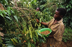 Harvesting Coffee Beans in Uganda